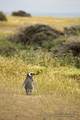 Magellanic Penguin