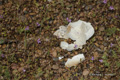 Magellanic Penguin Egg that Didn't Survive