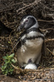 Magellanic Penguin in Burrow on Egg