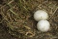 Magellanic Penguin Eggs in Burrow