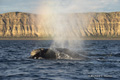 Southern Right Whale