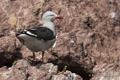 Dolphin Gull