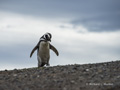 Magellanic Penguin