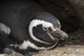 Magellanic Penguin in Burrow