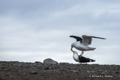 Kelp Gulls in Courtship