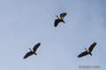 Black-Faced Ibis