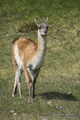 Guanaco