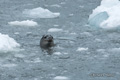 Leopard Seal