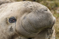 Southern Elephant Seal