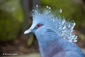 Victoria Crowned Pigeon