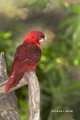 Cardinal Lory