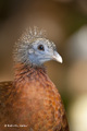 Malay Great Argus Pheasant