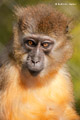 Golden-Bellied Mangabey