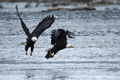 Bald Eagles