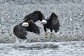 Bald Eagles