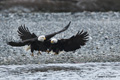 Pair of Bald Eagles