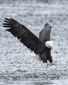 Bald Eagle Landing