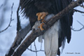 Bald Eagle Talons