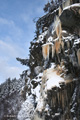 Icicles (with Iron Oxides) Haines, AK