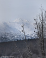 Roosting Bald Eagles