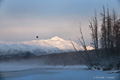 Chilkat River, Alaska