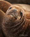 South American Fur Seal