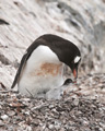 Gentoo Penguin wih Chick