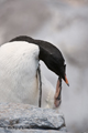 Gentoo Penguin Scratching