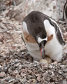 Gentoo Penguin Incubating Eggs