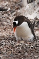 Gentoo Penguin Incubating Eggs