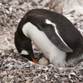 Gentoo Penguin Incubating Eggs