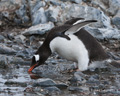 Gentoo Penguin Drinking Water