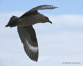 South Polar Skua in Flight