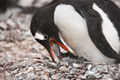 Gentoo Penguin Feeding Chick