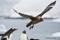 South Polar Skua Fleeing Gentoo Penguin