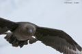 South Polar Skua in Flight