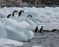 Gentoo Penguins on Ice