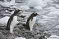 Gentoo Penguins Entering Ocean