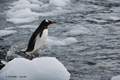 Gentoo Penguin Entering Ocean