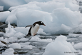 Gentoo Penguin Entering Ocean