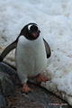 Gentoo Penguin