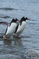 Pair of Gentoo Penguins Entering Sea