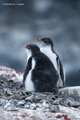 Pair of Gentoo Penguin Chicks