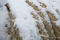 Mooring Rope in Snow