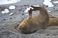 Southern Elephant Seal (female)