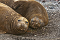 Southern Elephant Seal (female)