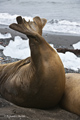 Southern Elephant Seal (female)