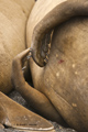 Southern Elephant Seal (female)