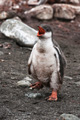 Gentoo Penguin Chick