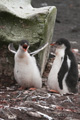 Pair of Gentoo Penguin Chicks